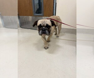 French Bulldog Dogs for adoption in Fremont, CA, USA
