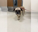 Small French Bulldog