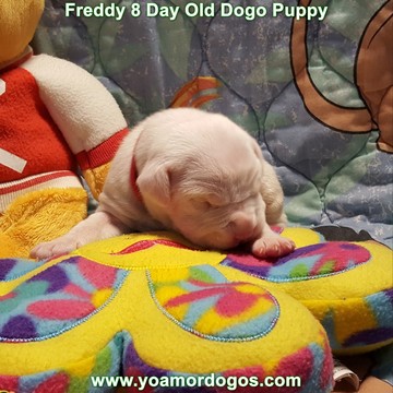 Medium Photo #21 Dogo Argentino Puppy For Sale in JANE, MO, USA