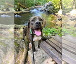 Small #25 American Pit Bull Terrier-Mountain Cur Mix