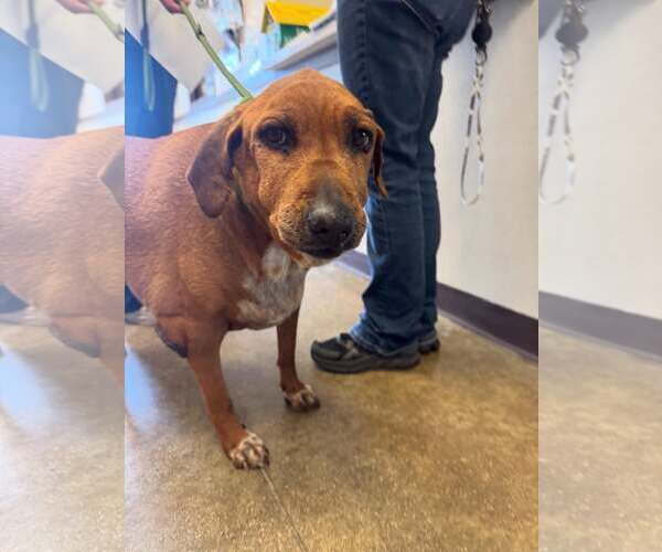 Medium Photo #11 Beagle-Unknown Mix Puppy For Sale in Houston, TX, USA