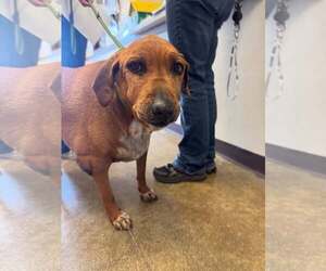 Quinn - Female Beagle-Unknown Mix Dog for Adoption - Photo #11