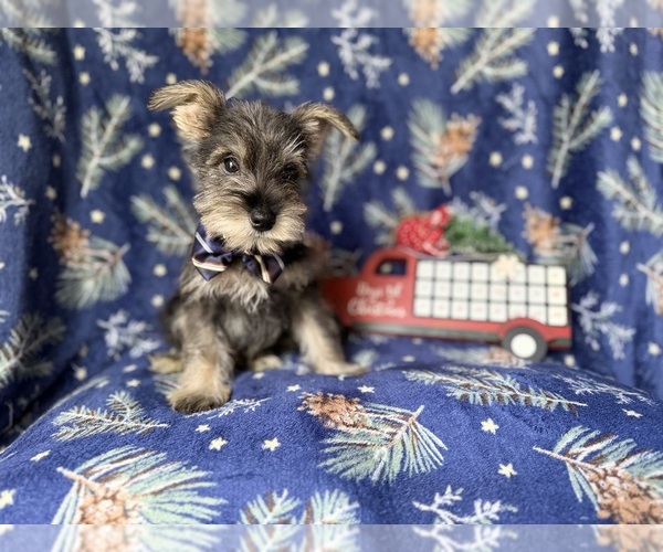 Medium Photo #4 Schnauzer (Miniature) Puppy For Sale in LAKELAND, FL, USA