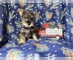 Small #3 Schnauzer (Miniature)