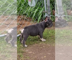 French Bulldog Puppy for Sale in BATTLE CREEK, Michigan USA