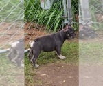 Small Photo #1 French Bulldog Puppy For Sale in BATTLE CREEK, MI, USA