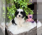 Small Photo #3 ShihPoo Puppy For Sale in FRANKLIN, IN, USA