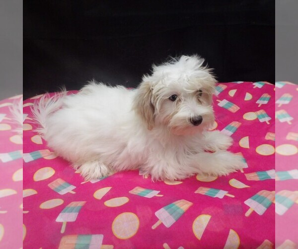 Medium Photo #5 Maltipoo (Miniature) Puppy For Sale in PATERSON, NJ, USA
