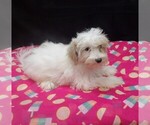 Sage - Female Maltipoo (Miniature) Puppy for Sale - Photo #5