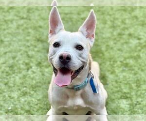 American Pit Bull Terrier Dogs for adoption in Moreno Valley, CA, USA
