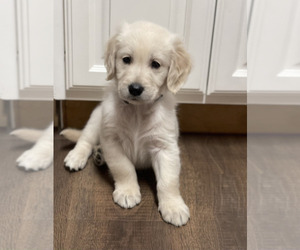 English Cream Golden Retriever Puppy for sale in ZEELAND, MI, USA