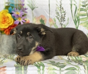 German Shepherd Dog Puppy for sale in LANCASTER, PA, USA