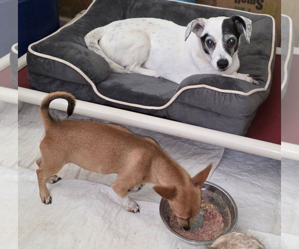 Medium Photo #3 Basenji-Chihuahua Mix Puppy For Sale in Arlington, WA, USA