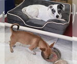 Small #2 Basenji-Chihuahua Mix