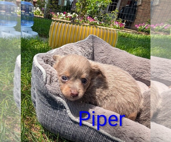 Medium Photo #5 Chihuahua Puppy For Sale in LEBANON, PA, USA