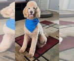 Small Photo #1 Goldendoodle Puppy For Sale in PHOENIX, AZ, USA