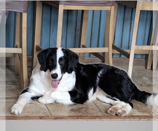 Medium Photo #1 Aussiedoodle-Labradoodle Mix Puppy For Sale in COLD SPRGS HI, KY, USA