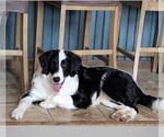 Small Photo #1 Aussiedoodle-Labradoodle Mix Puppy For Sale in COLD SPRGS HI, KY, USA