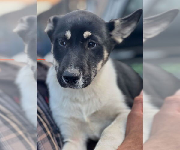 Medium Photo #1 Anatolian Shepherd-Unknown Mix Puppy For Sale in Dana Point, CA, USA