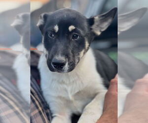 Anatolian Shepherd-Unknown Mix Dogs for adoption in Dana Point, CA, USA