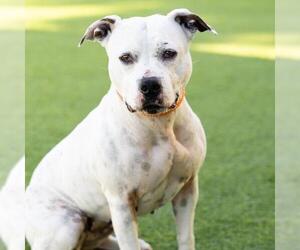 Mutt Dogs for adoption in Camarillo, CA, USA