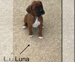 Small #2 Boxer