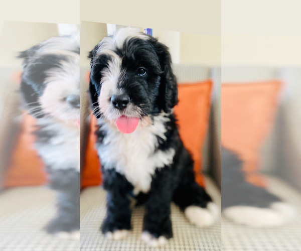 Medium Photo #17 Bernedoodle Puppy For Sale in FLEMING ISLAND, FL, USA