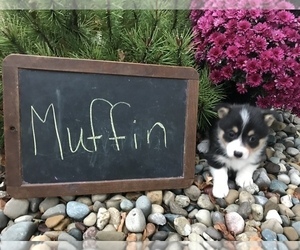 Pembroke Welsh Corgi Puppy for sale in ARCOLA, IL, USA