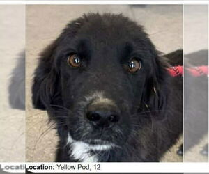 Mutt Dogs for adoption in Vail, AZ, USA