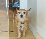 Small #2 Mutt