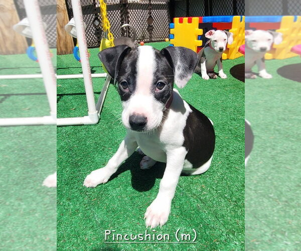 Medium Photo #1 Mutt Puppy For Sale in Wenonah, NJ, USA