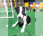 Small Mutt