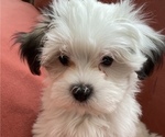 Puppy 1 Mal-Shi-Shih Tzu Mix