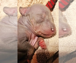 American Hairless Terrier Puppy for sale in CLAREMONT, NH, USA