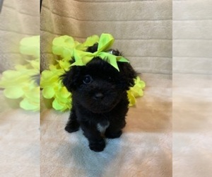 Shih-Poo Puppy for sale in TALALA, OK, USA