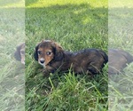 Small #4 Dachshund