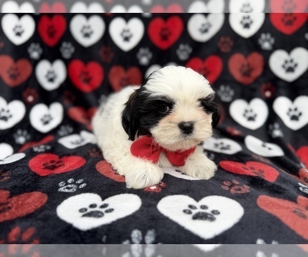 Medium Photo #3 Zuchon Puppy For Sale in LAKELAND, FL, USA