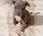 Puppy Sox American Bully