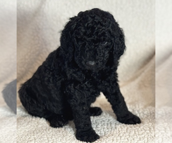 Medium Photo #1 Double Doodle Puppy For Sale in GREENFIELD, IN, USA