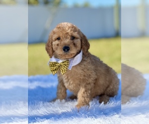 Goldendoodle (Miniature) Puppy for sale in FROSTPROOF, FL, USA