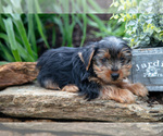 Small Photo #9 Yorkshire Terrier Puppy For Sale in QUARRYVILLE, PA, USA