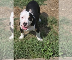 American Bully Puppy for sale in SPANISH LAKE, MO, USA