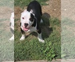 Image preview for Ad Listing. Nickname: Roscoe
