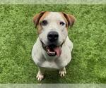 Small Photo #2 American Pit Bull Terrier-Unknown Mix Puppy For Sale in Moreno Valley, CA, USA