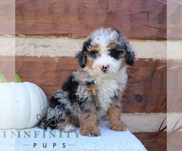 Medium Photo #3 Bernedoodle (Miniature) Puppy For Sale in NARVON, PA, USA
