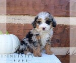 Small #2 Bernedoodle (Miniature)