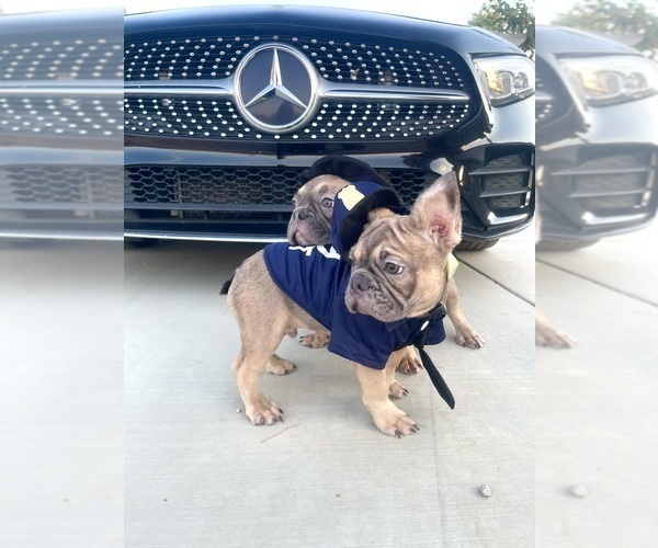 Medium Photo #3 French Bulldog Puppy For Sale in BORING, OR, USA