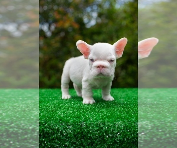 Medium Photo #3 French Bulldog Puppy For Sale in SEATTLE, WA, USA