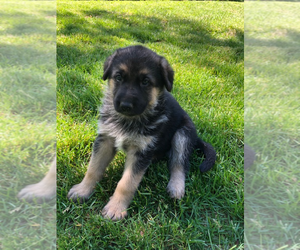 German Shepherd Dog Puppy for sale in SACO, ME, USA