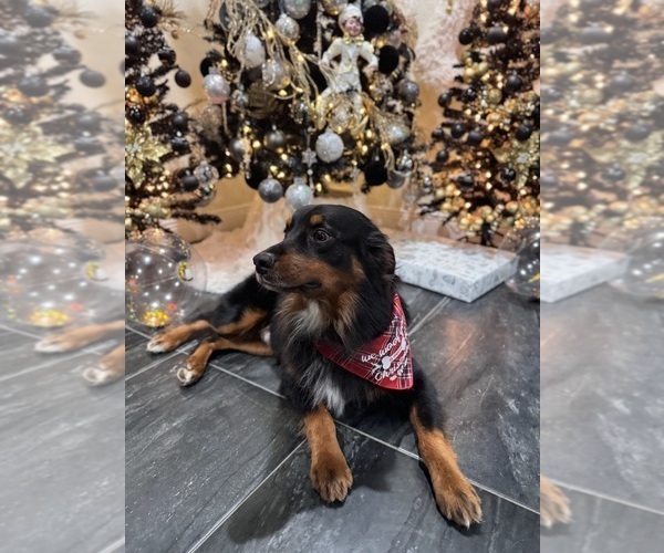 Medium Photo #1 Australian Shepherd Puppy For Sale in NEW BRAUNFELS, TX, USA